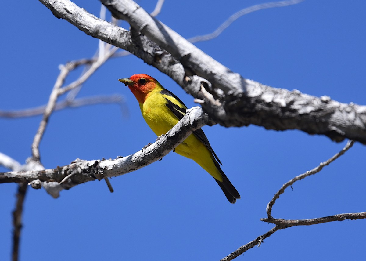 Western Tanager - ML449358801