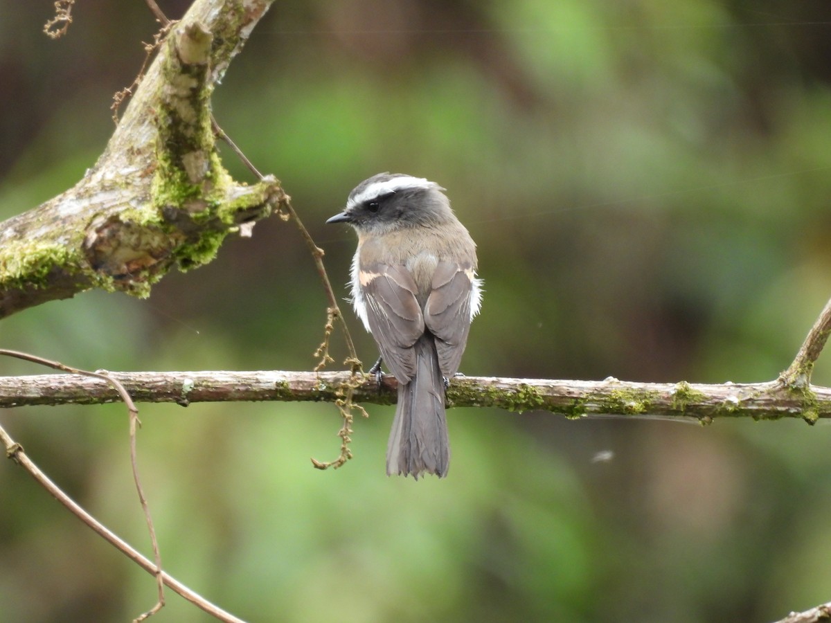Rufous-breasted Chat-Tyrant - ML449359621