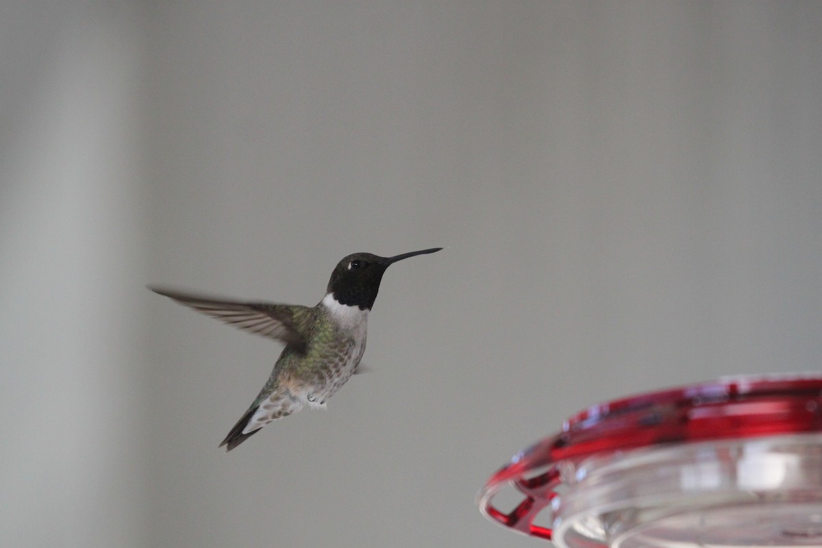 Black-chinned Hummingbird - Andrew Thomas 🦅🪶