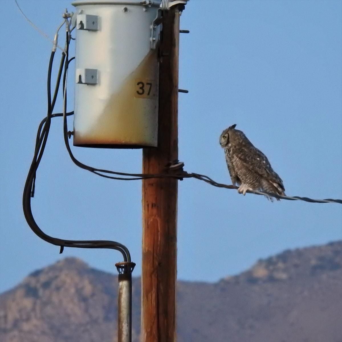 Great Horned Owl - ML449360731