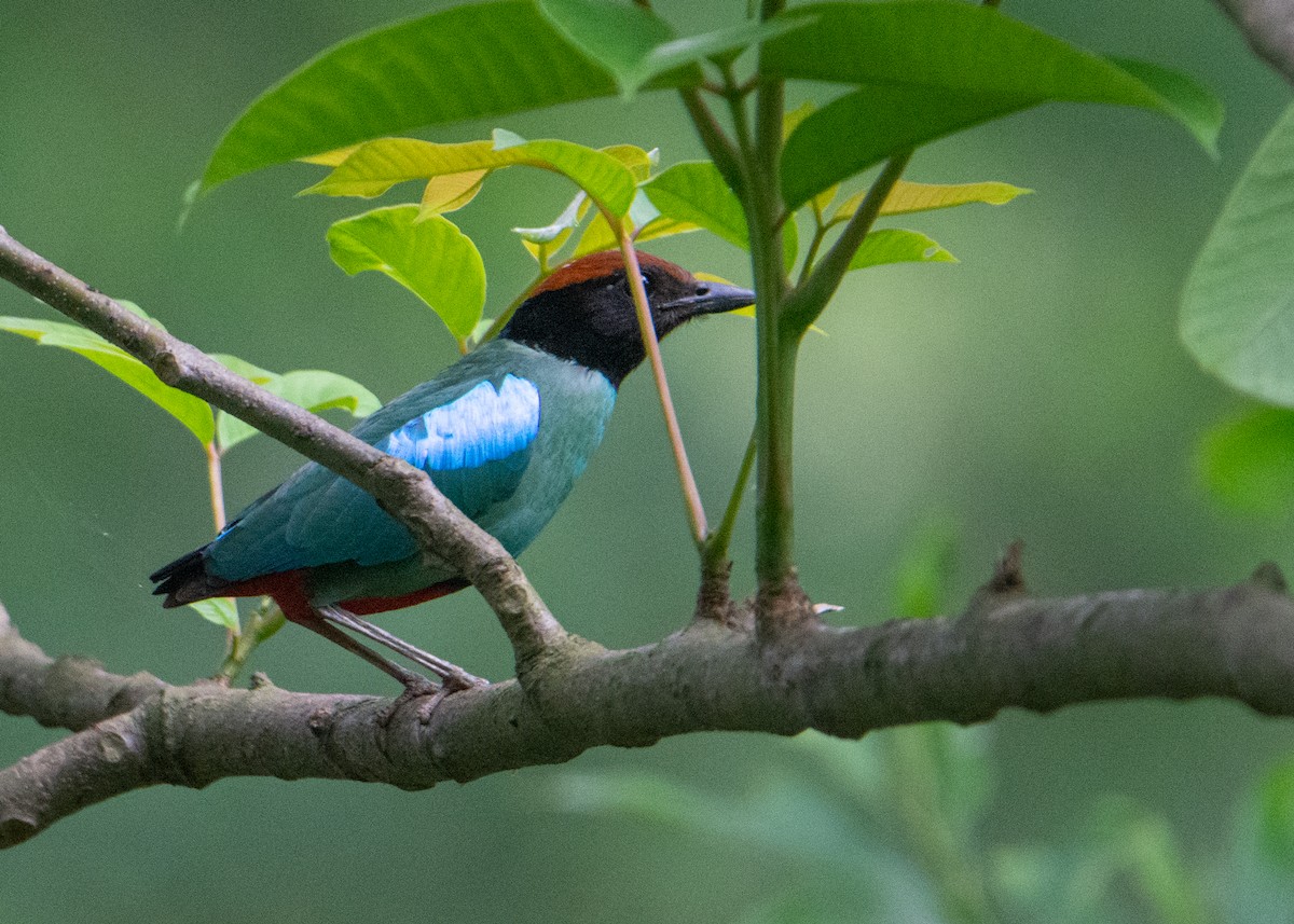 Western Hooded Pitta (Chestnut-crowned) - ML449364211