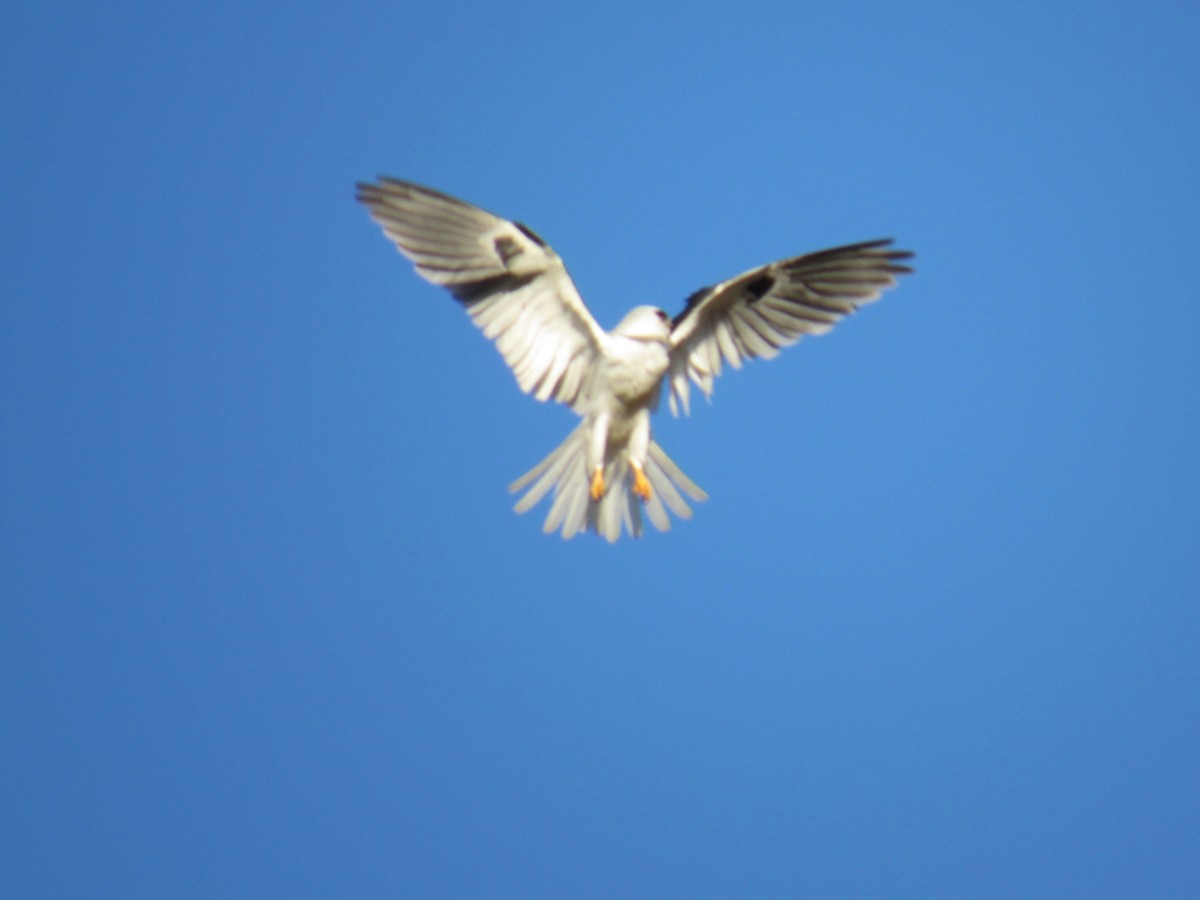 White-tailed Kite - ML449369991
