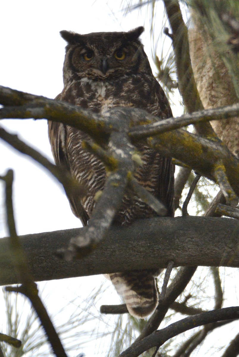 Great Horned Owl - Adam Stratton