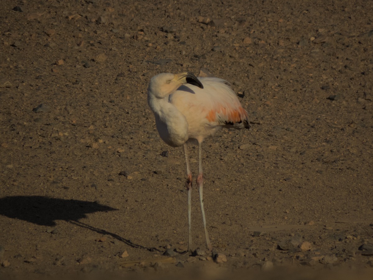 Chilean Flamingo - ML449371141