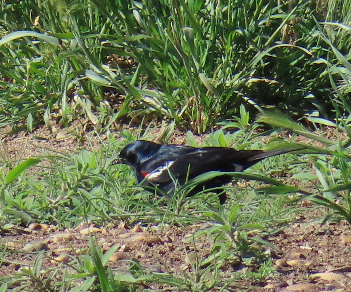 Tricolored Blackbird - ML449372451