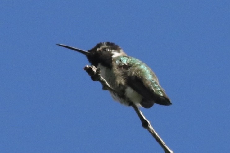 Costa's Hummingbird - ML449374411