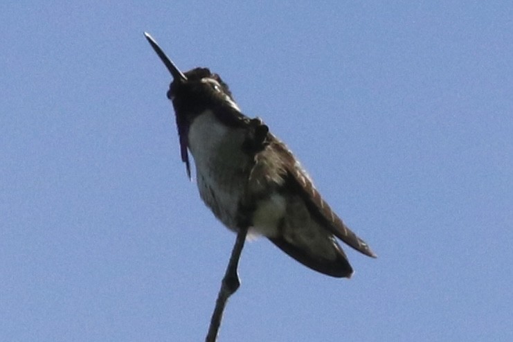 Costa's Hummingbird - ML449374421