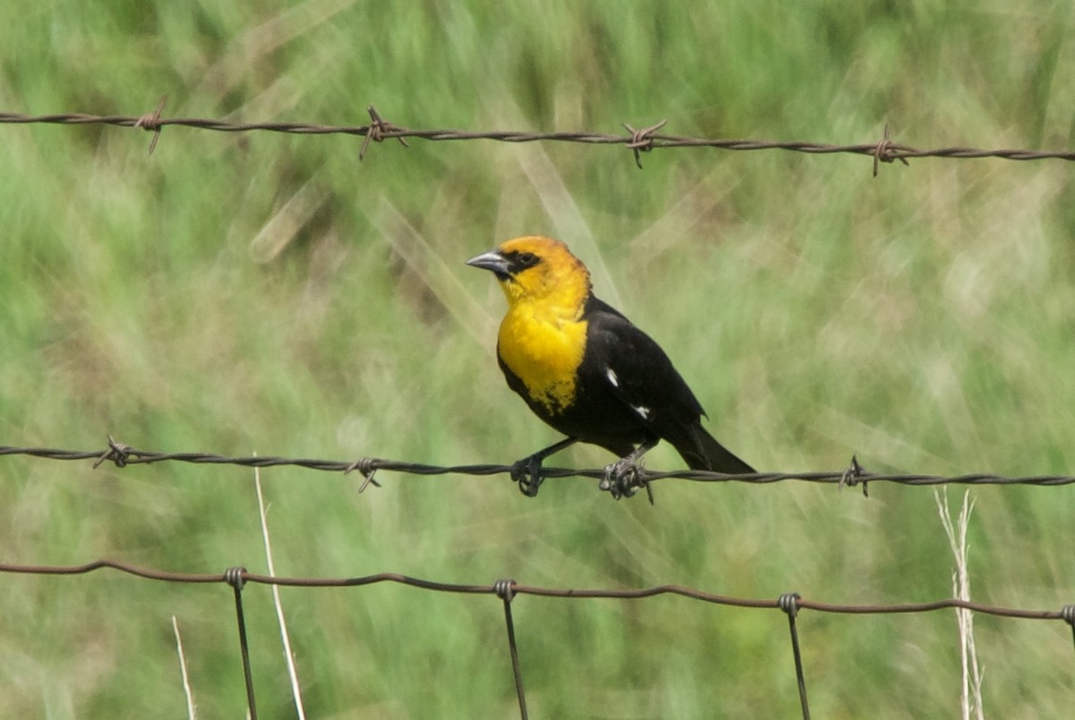 Yellow-headed Blackbird - ML449377131