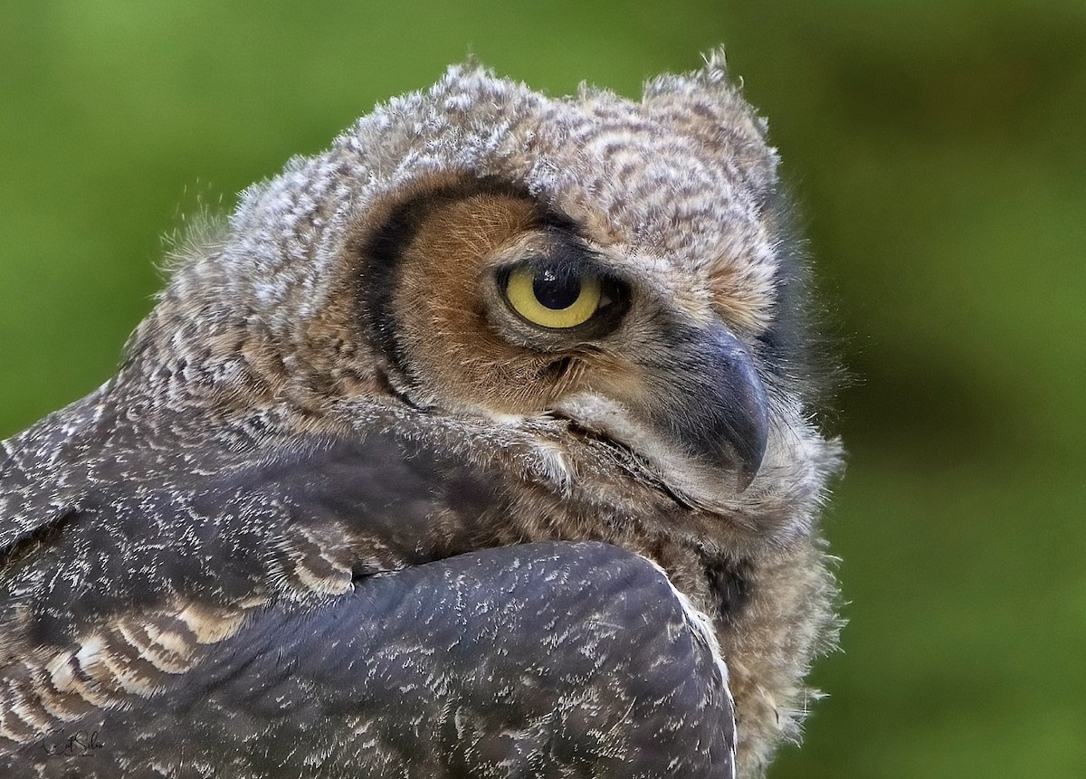 Great Horned Owl - ML449377811