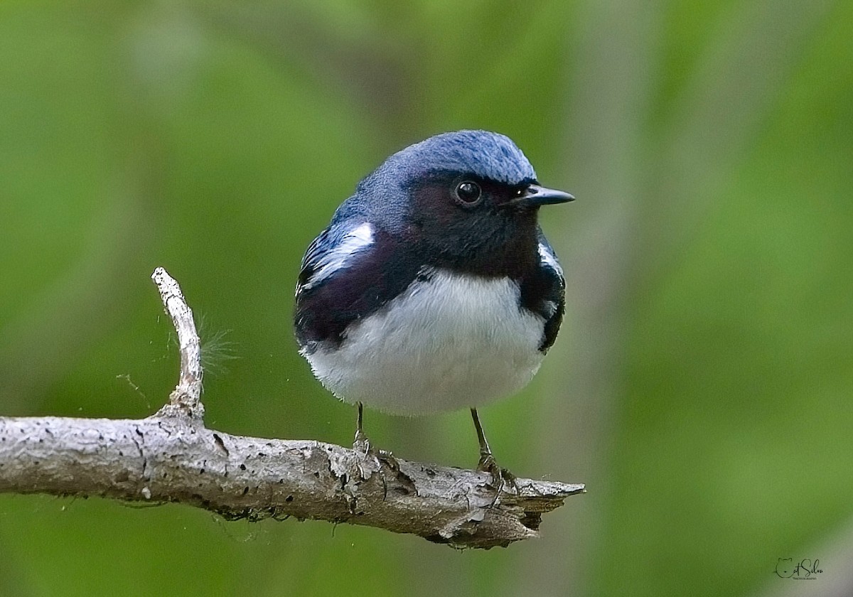 Black-throated Blue Warbler - ML449378461