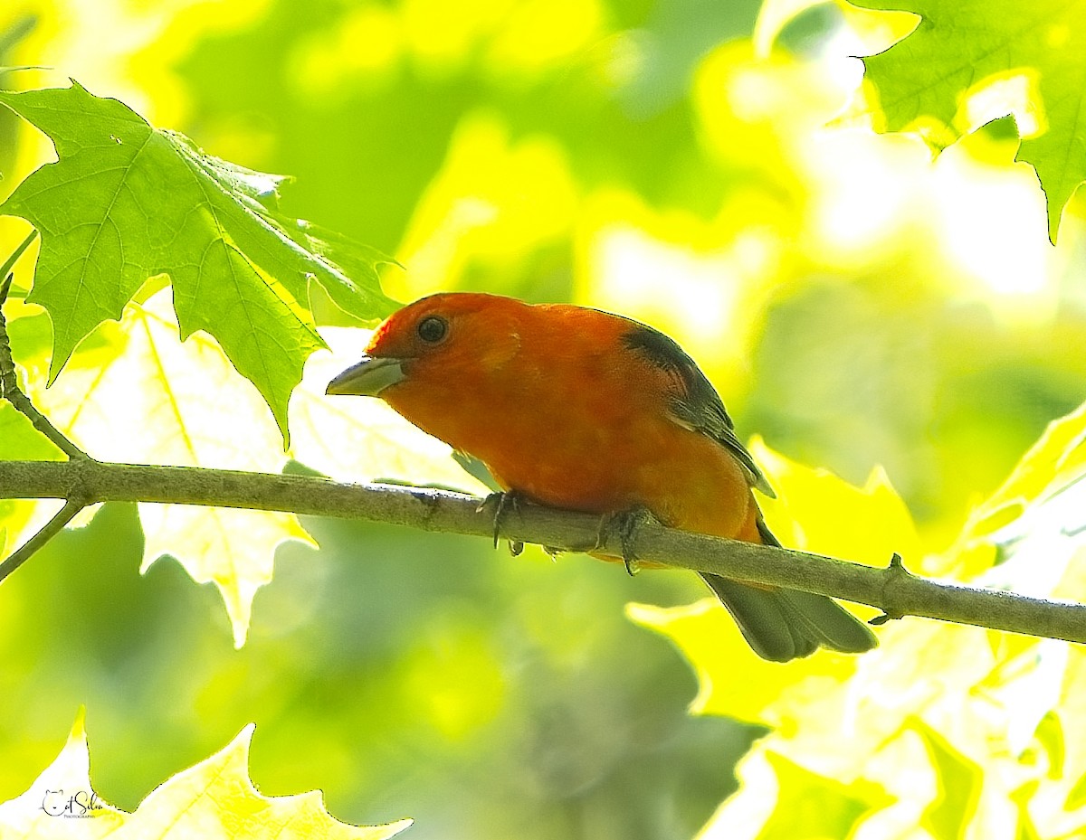 Scarlet Tanager - ML449378521