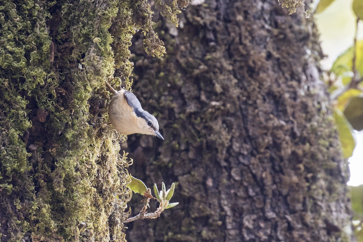 White-tailed Nuthatch - ML449379241