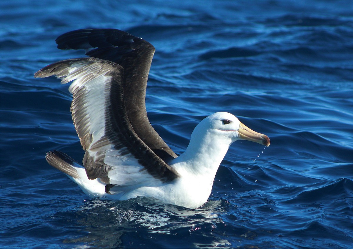 Black-browed Albatross - Matías Garrido 🐧