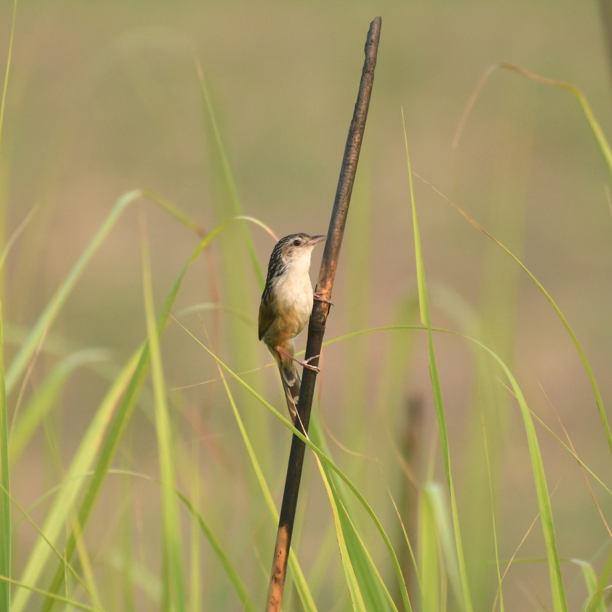 Indian Grassbird - Manas マナサ