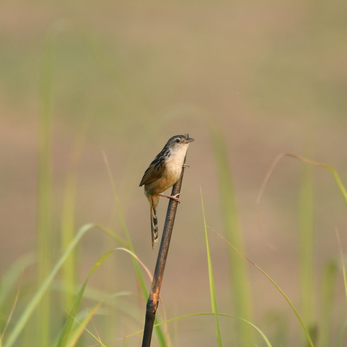 Indian Grassbird - Manas マナサ