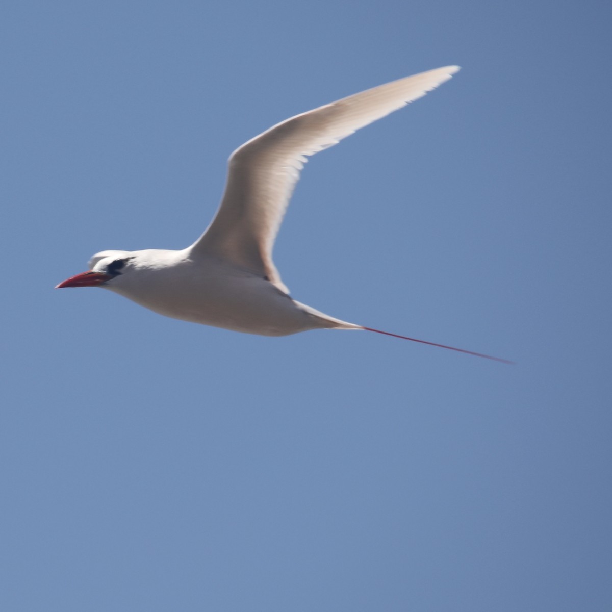 Red-tailed Tropicbird - ML449380021