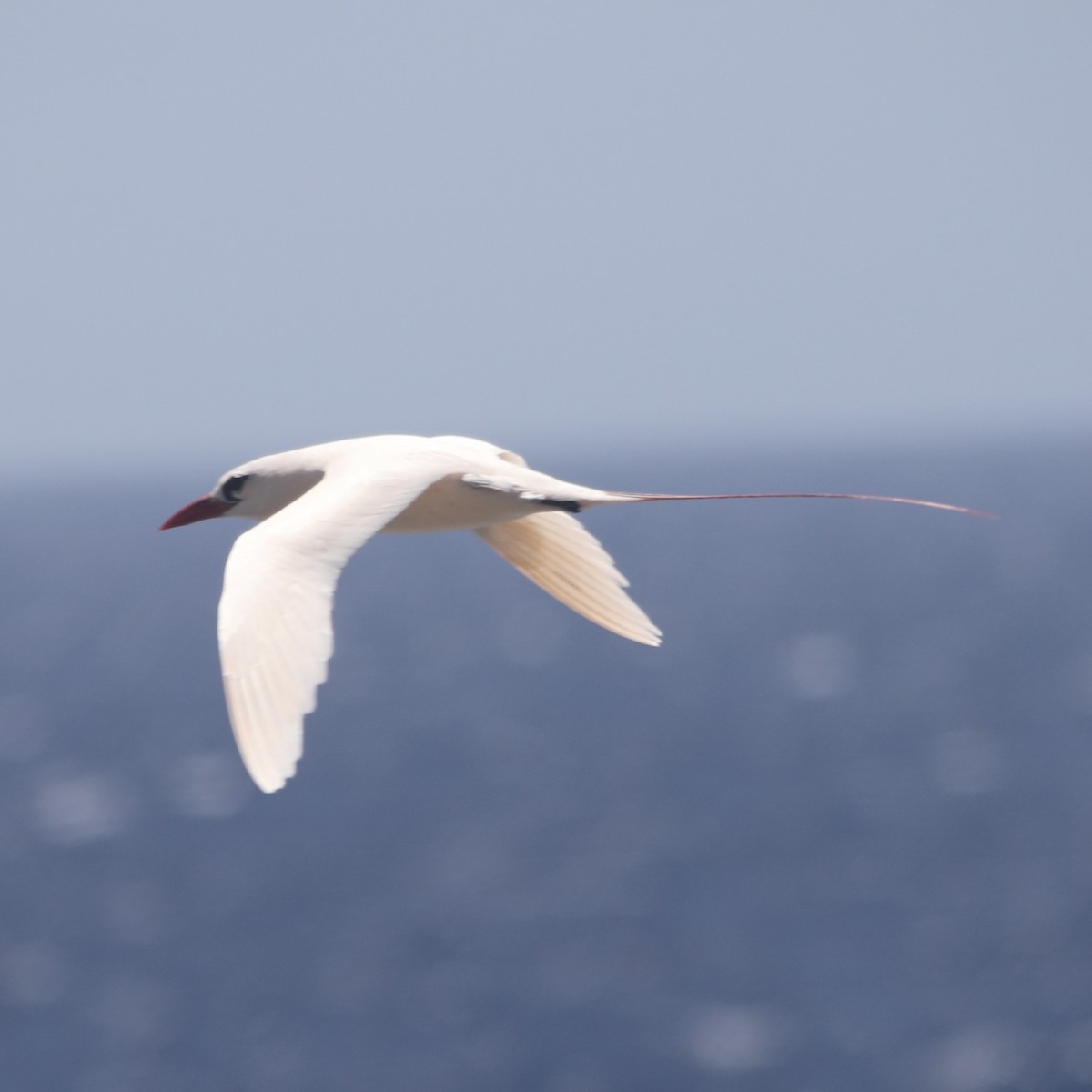Red-tailed Tropicbird - ML449380041