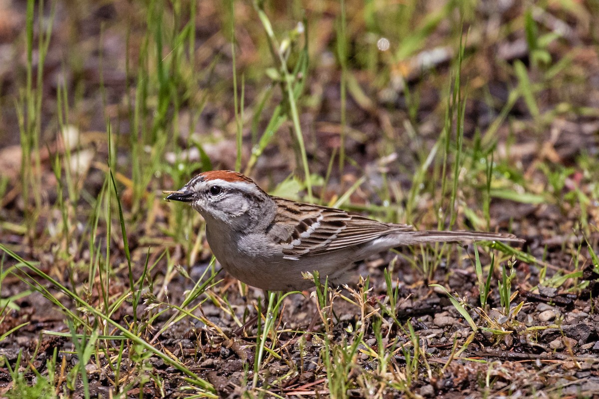 Chipping Sparrow - ML449380911