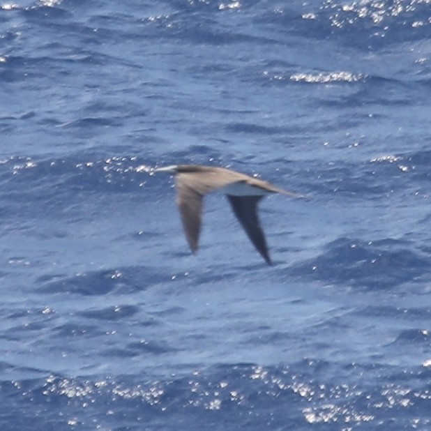 Brown Booby - ML449382281