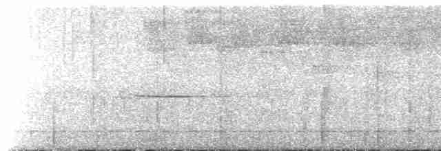 Troglodyte siffleur - ML449382421