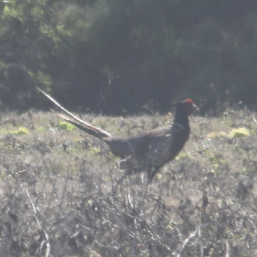 Ring-necked Pheasant - ML449383381