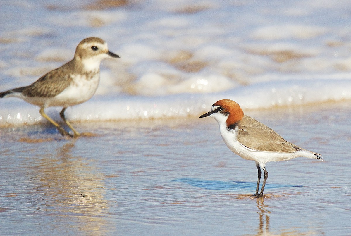 Double-banded Plover - ML449385371