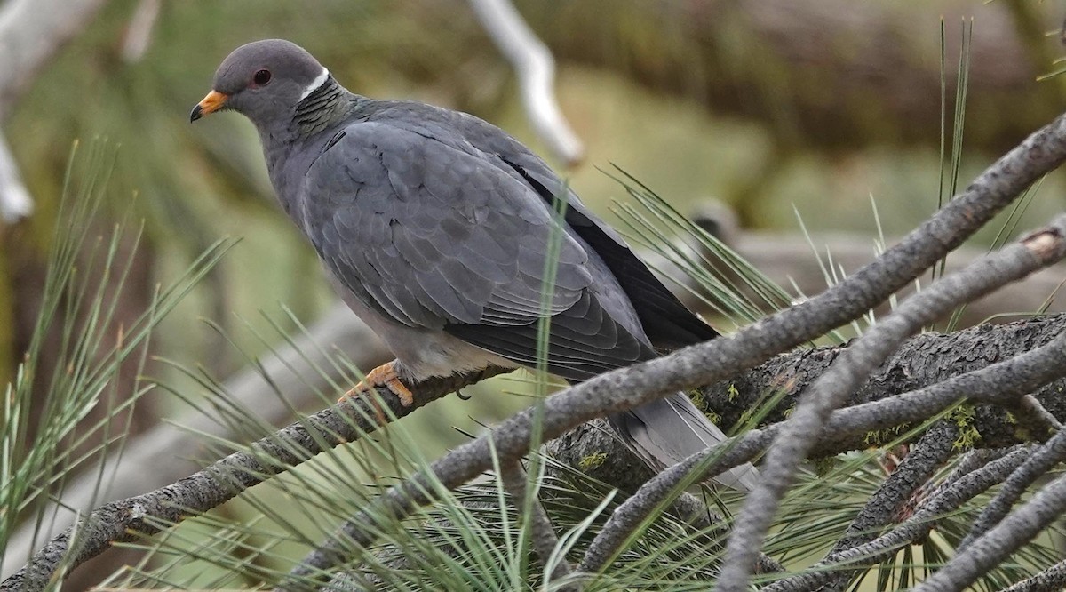 Band-tailed Pigeon - George Chapman