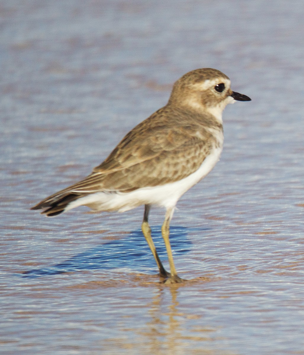 Double-banded Plover - ML449390431