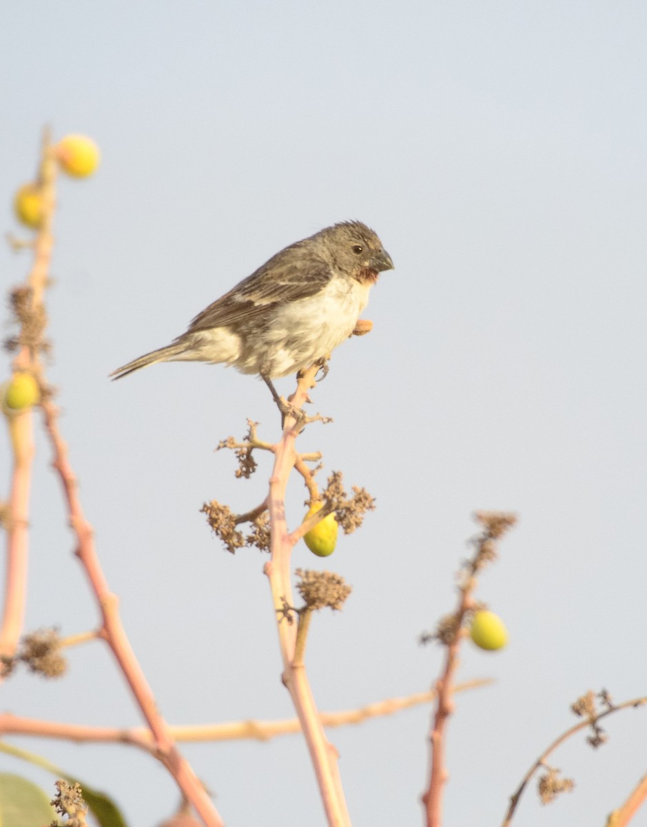 Chestnut-throated Seedeater - ML44939081
