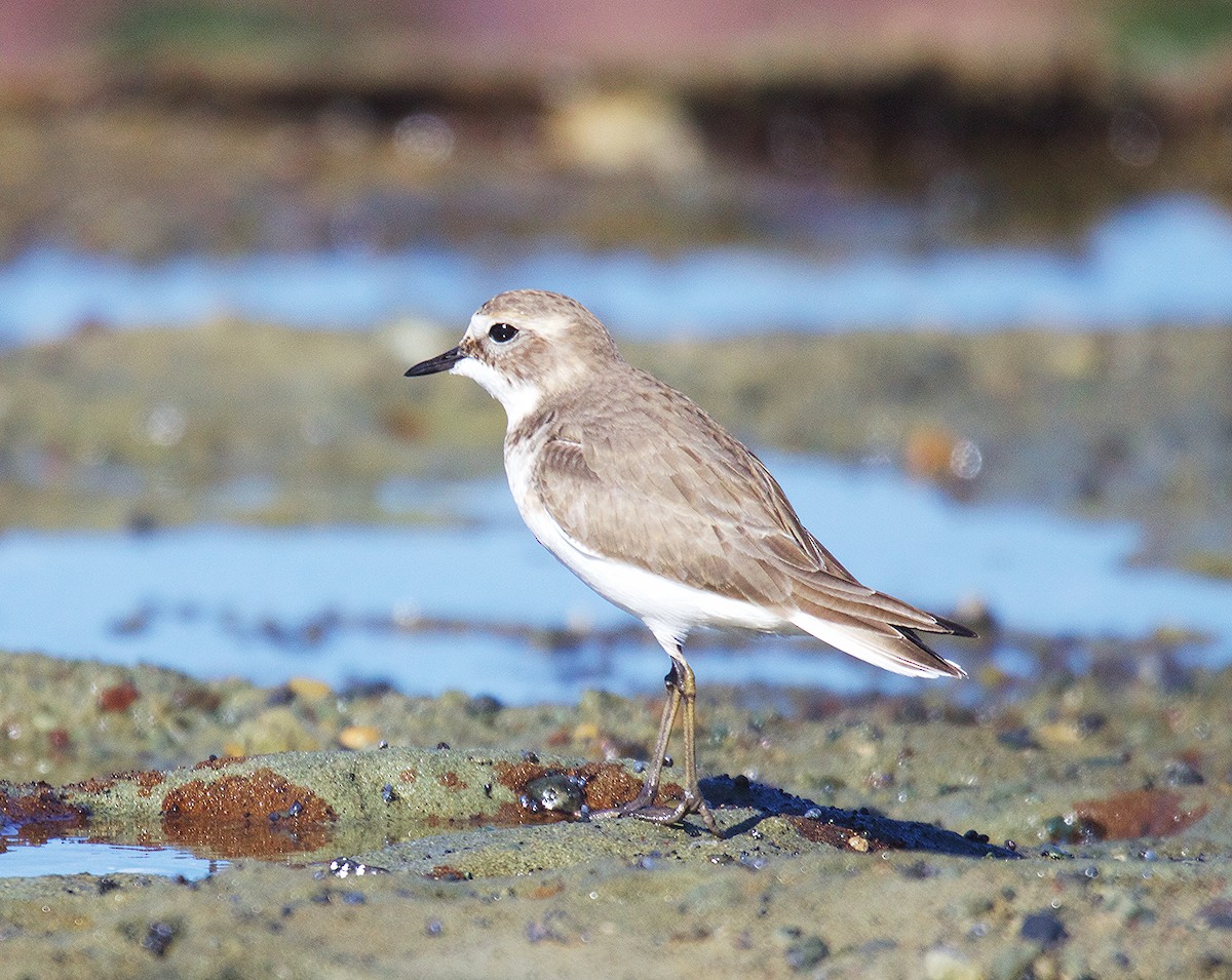 Double-banded Plover - ML449391321