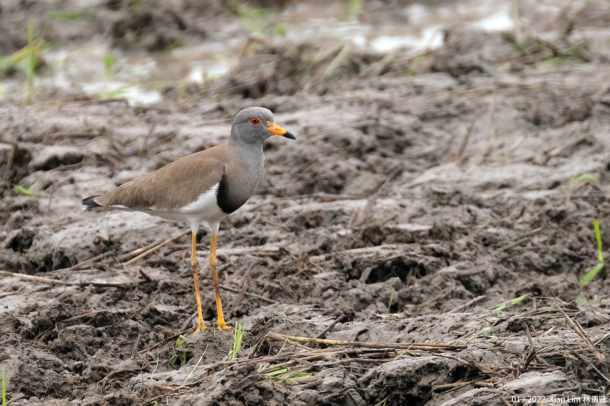 Gray-headed Lapwing - Lim Ying Hien