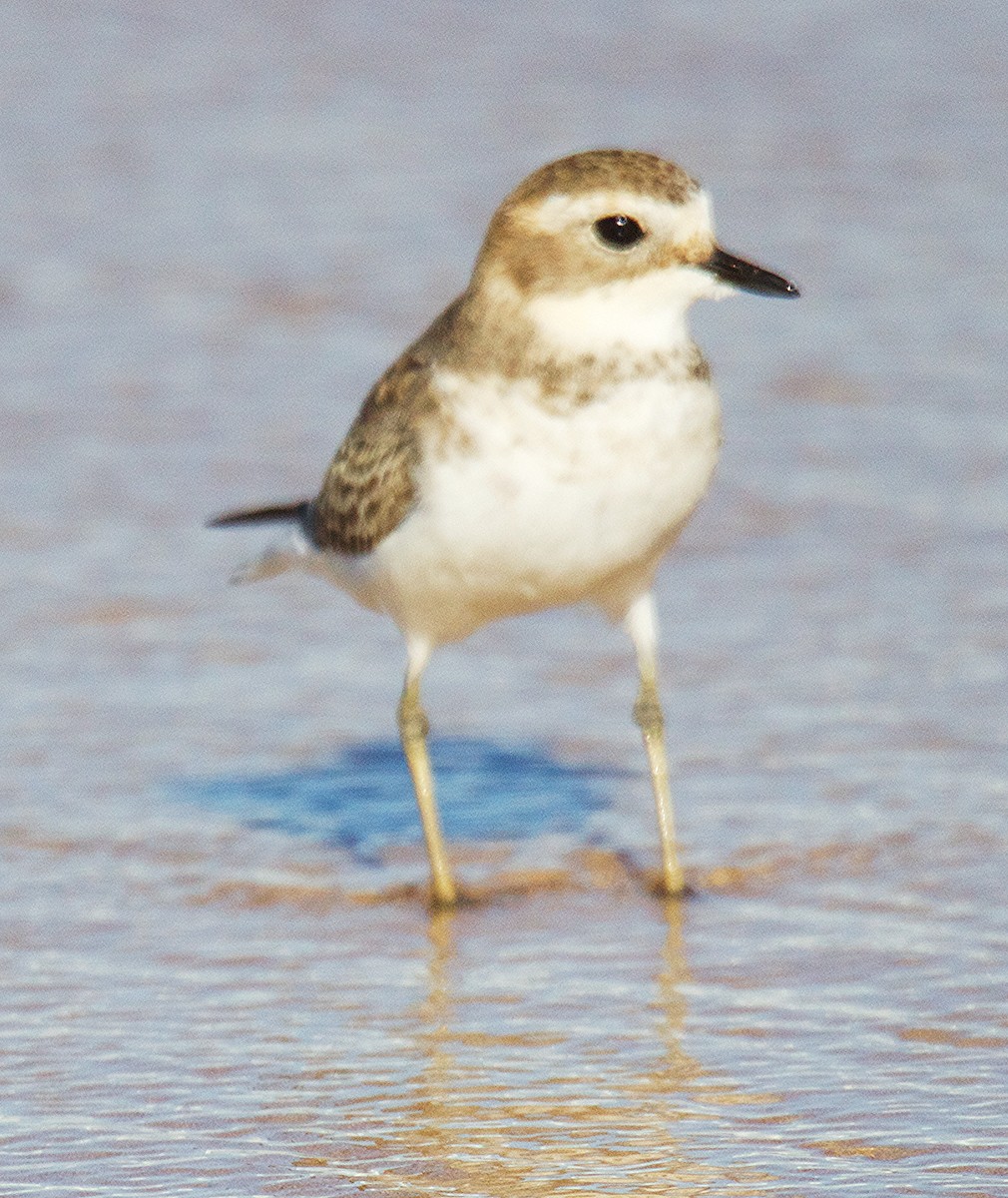 Double-banded Plover - ML449395331