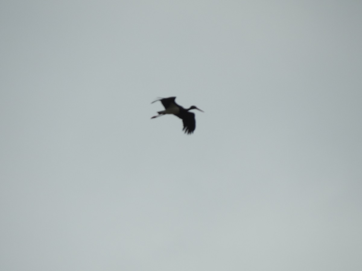 Black Stork - ML449399691