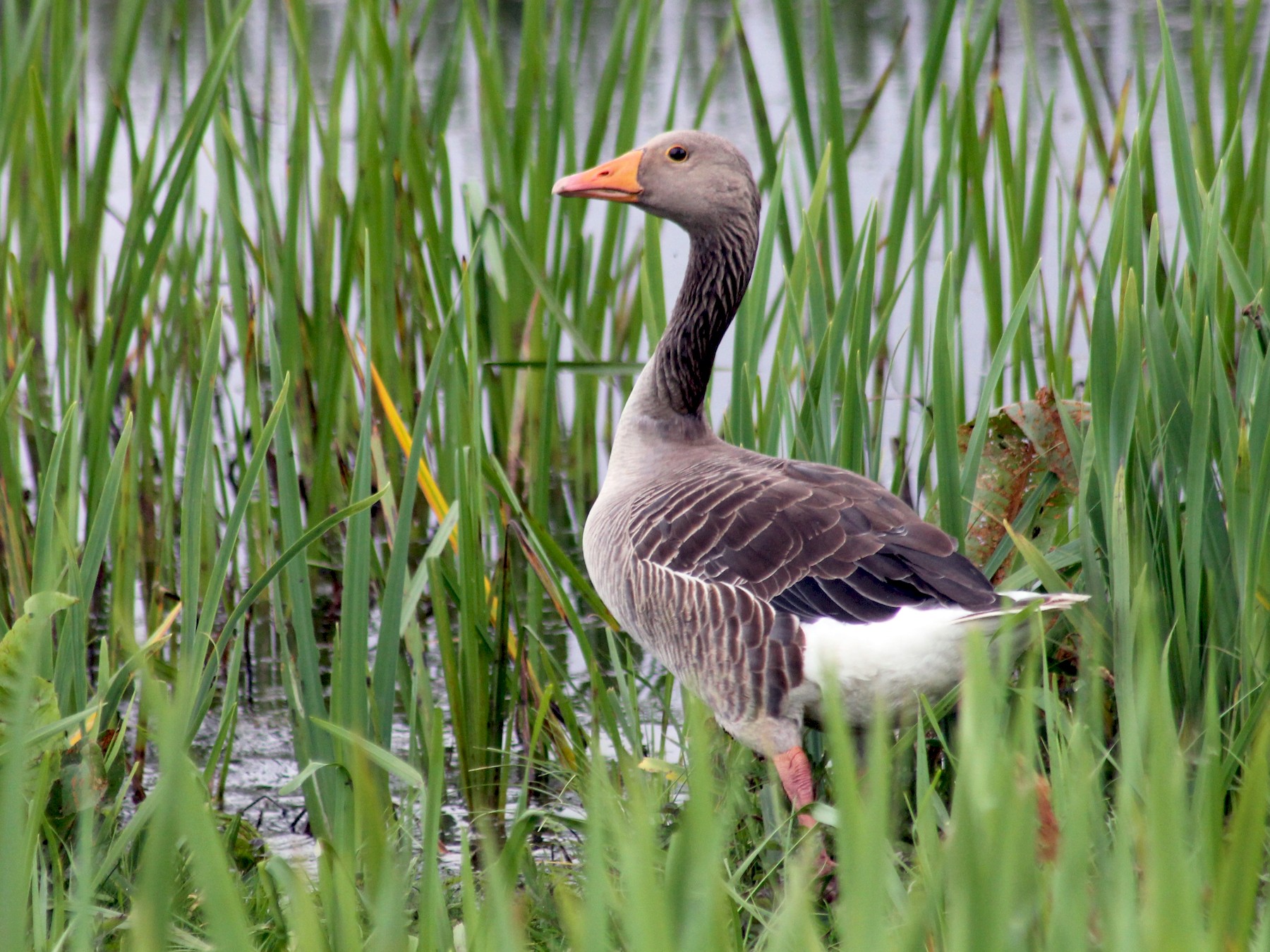 greylag goose