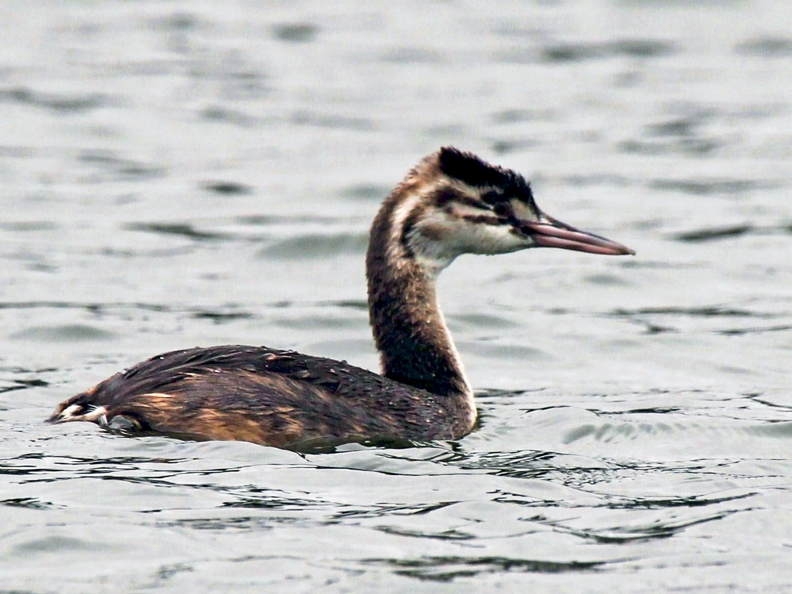Great Crested Grebe - Paul Chapman