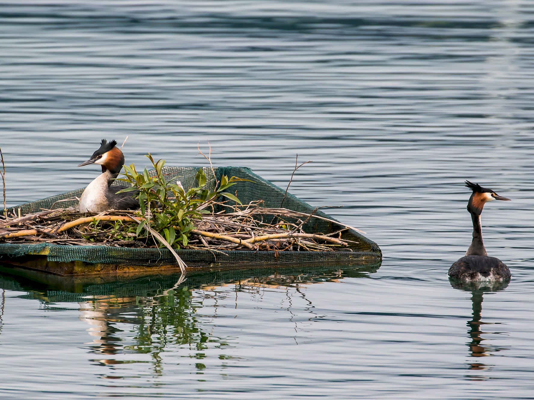 Great Crested Grebe - graichen & recer