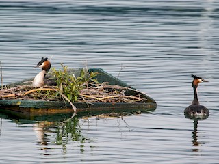 繁殖期の成鳥 - ML44940331