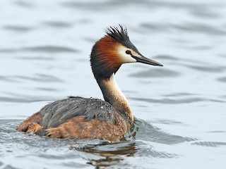  - Great Crested Grebe