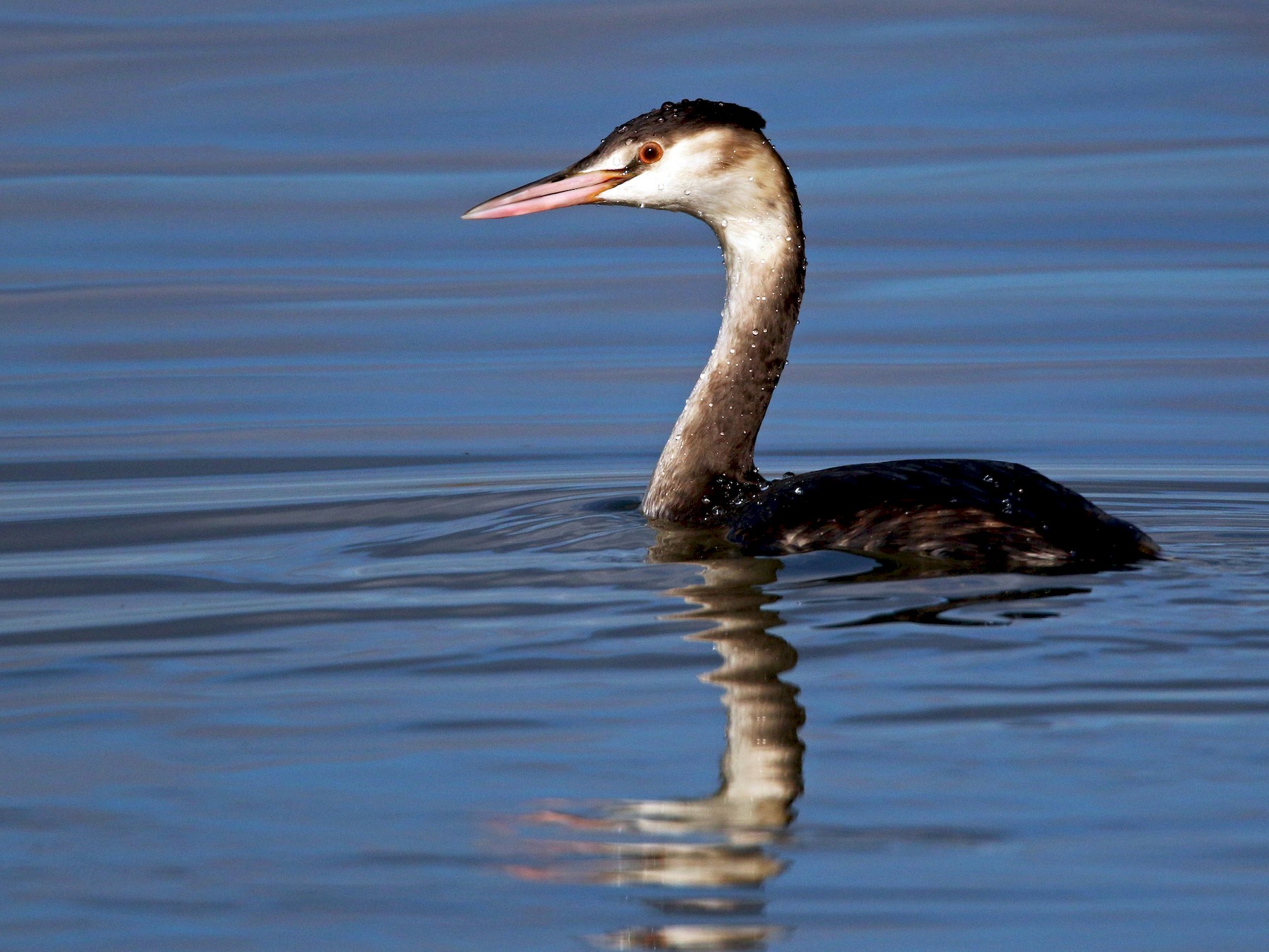 Great Crested Grebe - Ian Davies