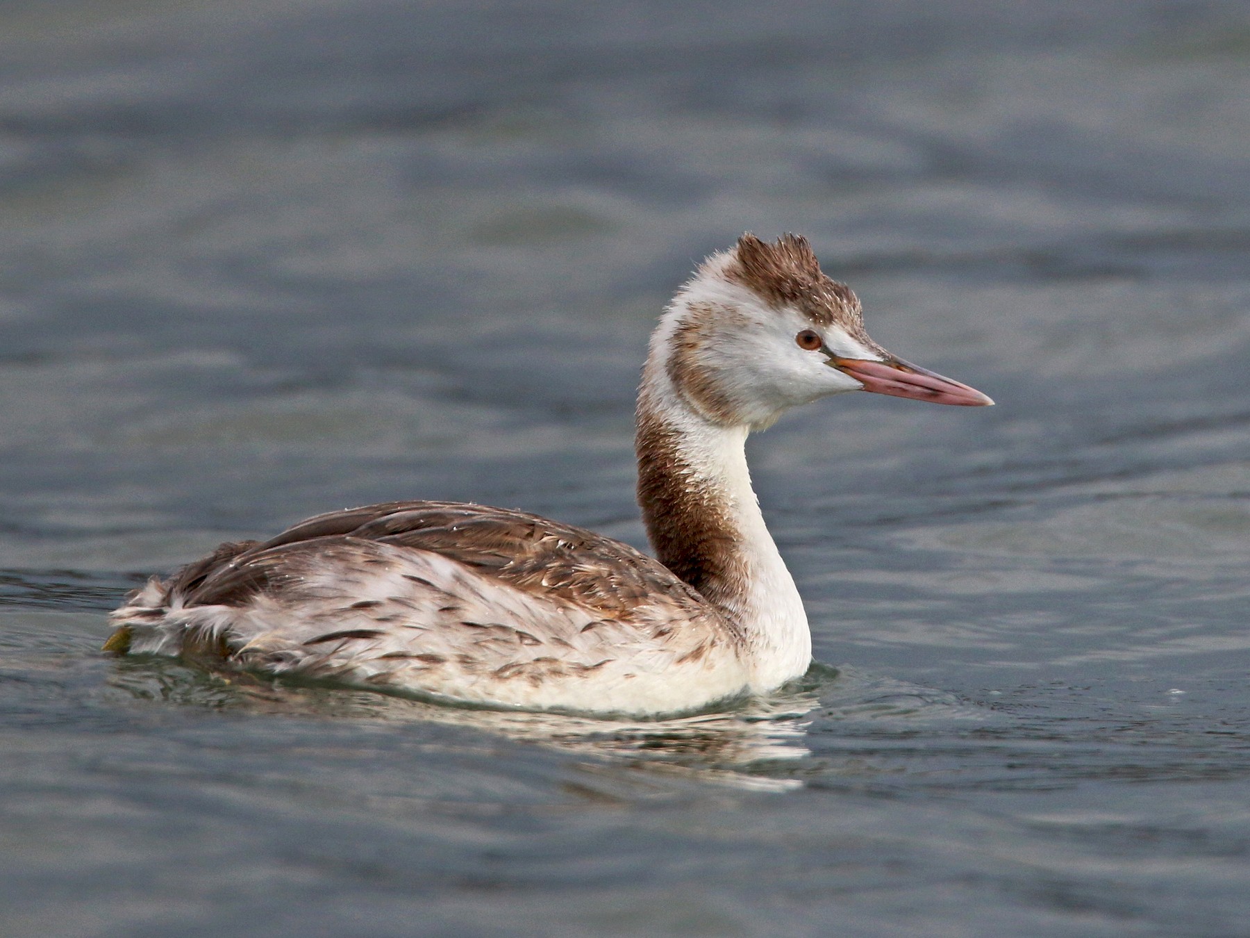 Great Crested Grebe - Ian Davies