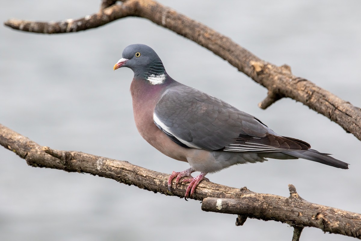Common Wood-Pigeon (White-necked) - ML449403701