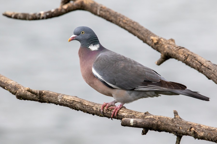 Common Wood-Pigeon (White-necked) - eBird