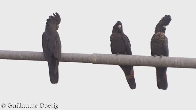 Red-tailed Black-Cockatoo - ML449404561