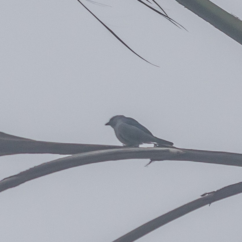 Blue-gray Tanager - ML44940611