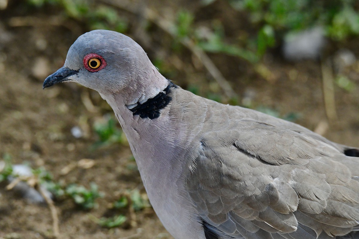 Mourning Collared-Dove - ML449406201