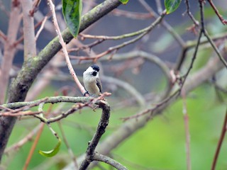  - Marsh Tit