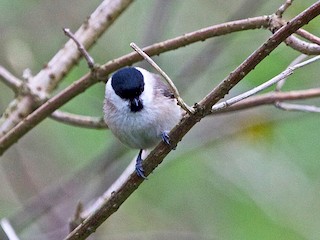  - Marsh Tit