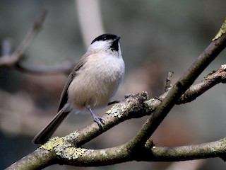  - Marsh Tit