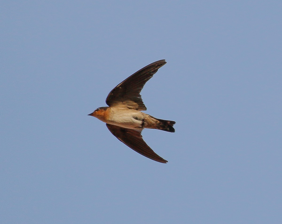 Pacific Swallow - ML449408761