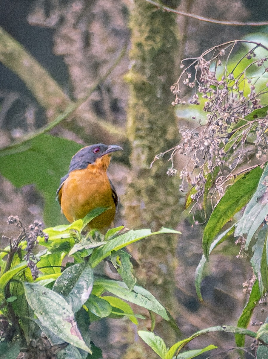Rufous-crested Tanager - ML449409991